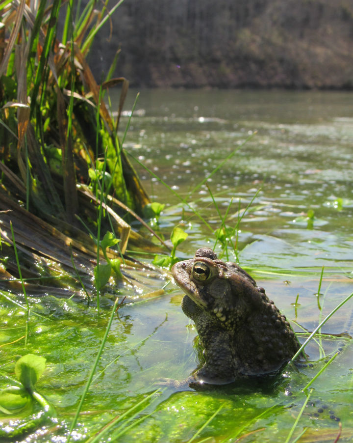 American Toad